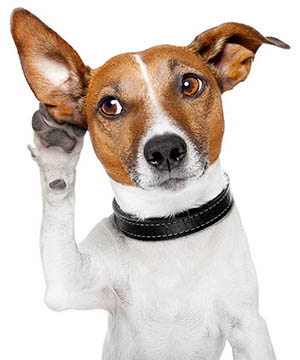 Small white dog with brown patches on face and ears, looking intently upwards.