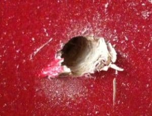 A close-up of a circular hole in a red surface with splinters around the edges.