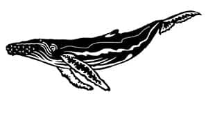 Humpback Whale