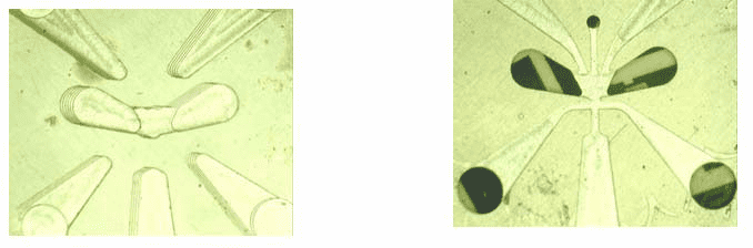 Small metal objects on microscope slide arranged in a circular pattern.